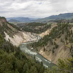 An emerald-green river flows through a canyon lined with yellow rock and evergreen trees.
