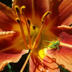 A green grasshopper rests on the vibrant orange and yellow petals of a lily flower.