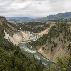 An emerald-green river flows through a canyon lined with yellow rock and evergreen trees.