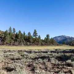 A dry, grassy field with a dead tree in the foreground and a forested mountain range in the background.