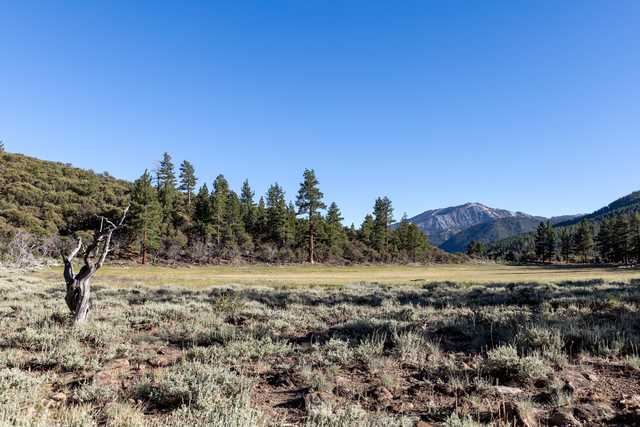 A dry, grassy field with a dead tree in the foreground and a forested mountain range in the background.