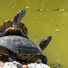 A group of turtles basking on a rock, with their heads and necks extended upward towards the sky.