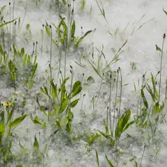 A patch of green plants grows among white, fluffy seed heads.
