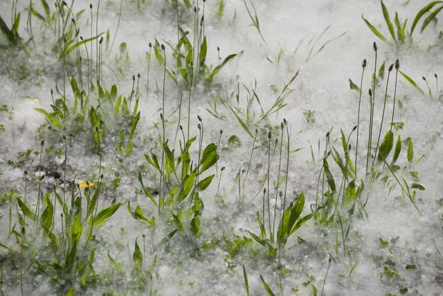 A patch of green plants grows among white, fluffy seed heads.