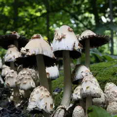 A cluster of pale, conical mushrooms with brownish scales and dark gills grows on a moss-covered log in a wooded area.