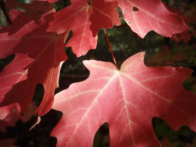 A cluster of red maple leaves fills the frame.