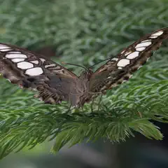 A butterfly with brown wings speckled with white spots on a green leafy branch.