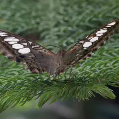 A butterfly with brown wings speckled with white spots on a green leafy branch.
