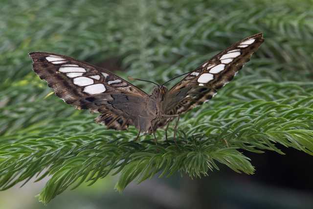 A butterfly with brown wings speckled with white spots on a green leafy branch.