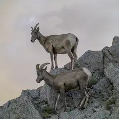 Two bighorn sheep stand on a rocky outcrop under an overcast sky.
