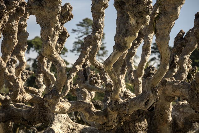 An old tree has twisted gray branches and no leaves.