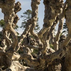An old tree has twisted gray branches and no leaves.