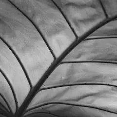 A large, sunlit leaf with intricate veining and edges curled under slightly.