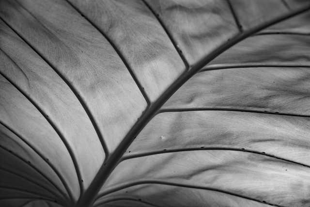 A large, sunlit leaf with intricate veining and edges curled under slightly.