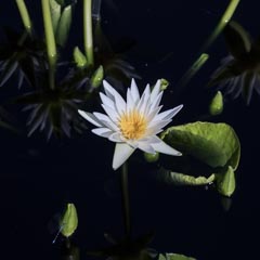 An open white water lily flower with yellow stamens is surrounded by green leaves and buds, floating on dark water.