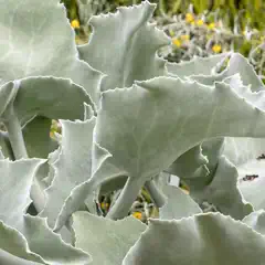 A cluster of large, gray-green, fleshy leaves with wavy edges and pointed tips.