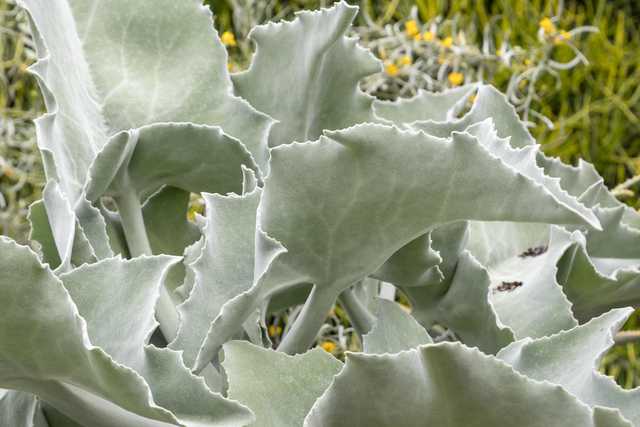 A cluster of large, gray-green, fleshy leaves with wavy edges and pointed tips.