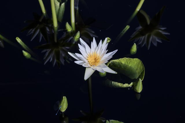 An open white water lily flower with yellow stamens is surrounded by green leaves and buds, floating on dark water.