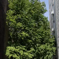 A tall evergreen tree fills a narrow space between two brick walls.