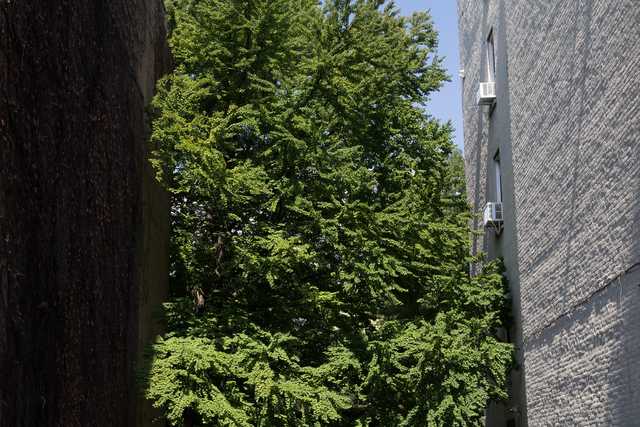 A tall evergreen tree fills a narrow space between two brick walls.