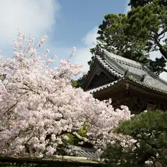 A cherry blossom tree in full bloom stands in front of a traditional Japanese building with a tiled roof.