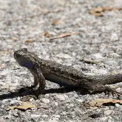 A spiny lizard with blue and black markings on its back stands on a gravel surface.
