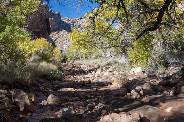 A dry creek bed runs through a canyon with trees displaying yellow and green foliage.