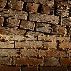 An old brick wall is covered in orange lichen.