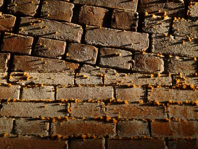 An old brick wall is covered in orange lichen.