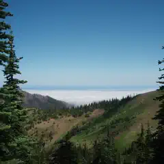 A valley filled with evergreen trees and a foggy horizon.