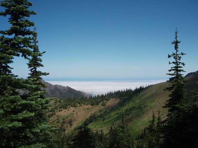 A valley filled with evergreen trees and a foggy horizon.