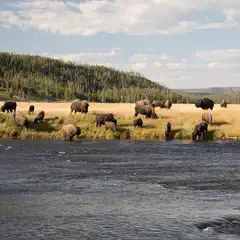 A herd of bison standing and grazing on a grassy riverbank with trees and mountains in the background.