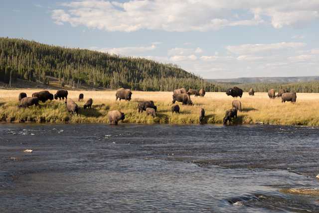 A herd of bison standing and grazing on a grassy riverbank with trees and mountains in the background.
