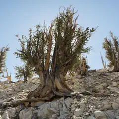 A rocky slope supports several gnarled, evergreen trees under a clear blue sky.