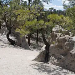 A sandy area contains large, light-colored rock formations and several pine trees.