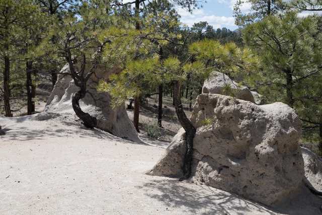 A sandy area contains large, light-colored rock formations and several pine trees.