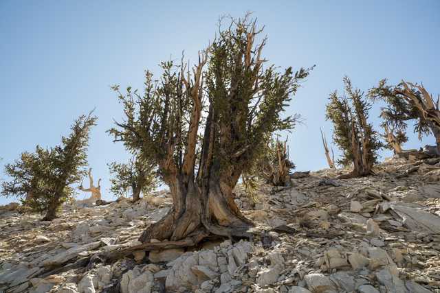A rocky slope supports several gnarled, evergreen trees under a clear blue sky.