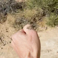 A hand holding a small red-spotted toad against a backdrop of desert vegetation and rocky terrain.