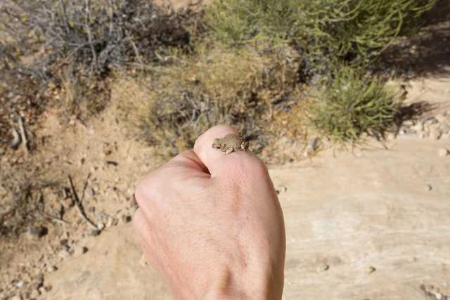 A hand holding a small red-spotted toad against a backdrop of desert vegetation and rocky terrain.
