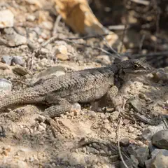 A lizard rests on dirt and small rocks.