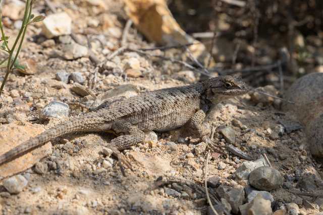 A lizard rests on dirt and small rocks.