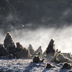 A field contains numerous dark, spiky plants surrounded by white fog.