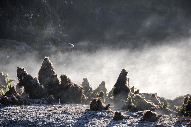 A field contains numerous dark, spiky plants surrounded by white fog.