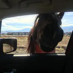 A wild horse peers into a vehicle's open window, its head partially inside, against a backdrop of a desert landscape and distant mountains.