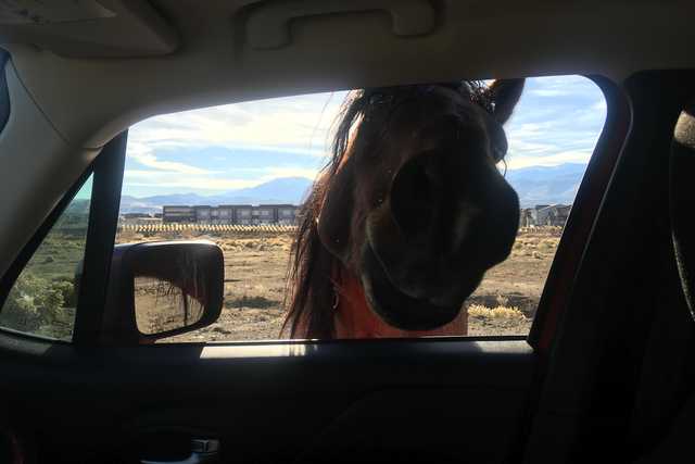 A wild horse peers into a vehicle's open window, its head partially inside, against a backdrop of a desert landscape and distant mountains.