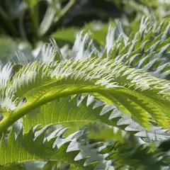 A close-up of a plant with large, green leaves and yellow edges, set against a blurred background of other plants in the park.