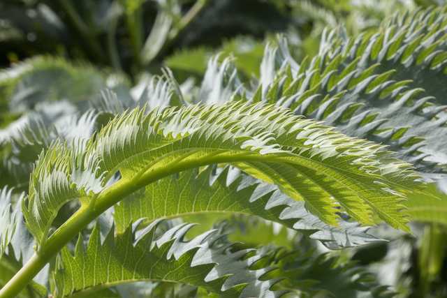 A close-up of a plant with large, green leaves and yellow edges, set against a blurred background of other plants in the park.