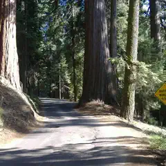 A paved road winds through a dense forest of towering sequoia trees, marked by a yellow "Narrow Winding Road" sign.