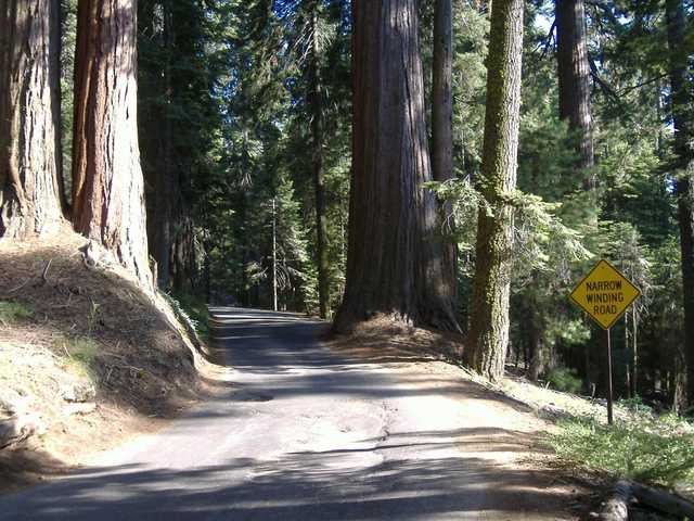 A paved road winds through a dense forest of towering sequoia trees, marked by a yellow "Narrow Winding Road" sign.