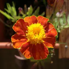 A large orange flower with a yellow center and water droplets on the petals.